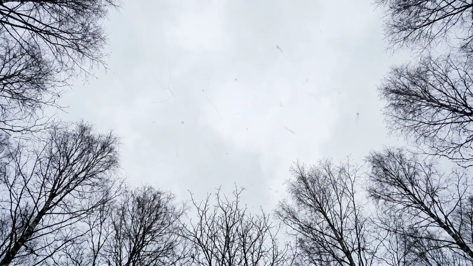 Kala björkar ramar in en ljus himmel med små svävande prickar som liknar grumlingar i ögat